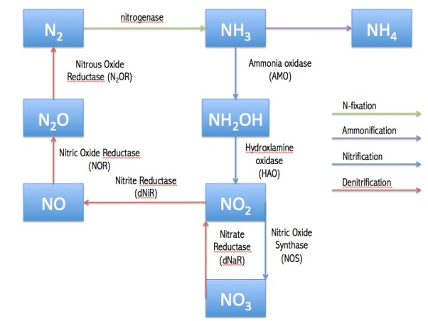 Nitrogen Cycle & Enzymes